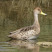 Yellow-billed Pintail