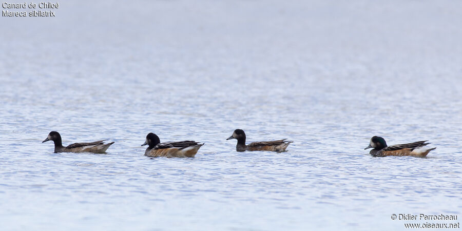 Canard de Chiloé