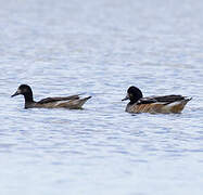 Chiloe Wigeon