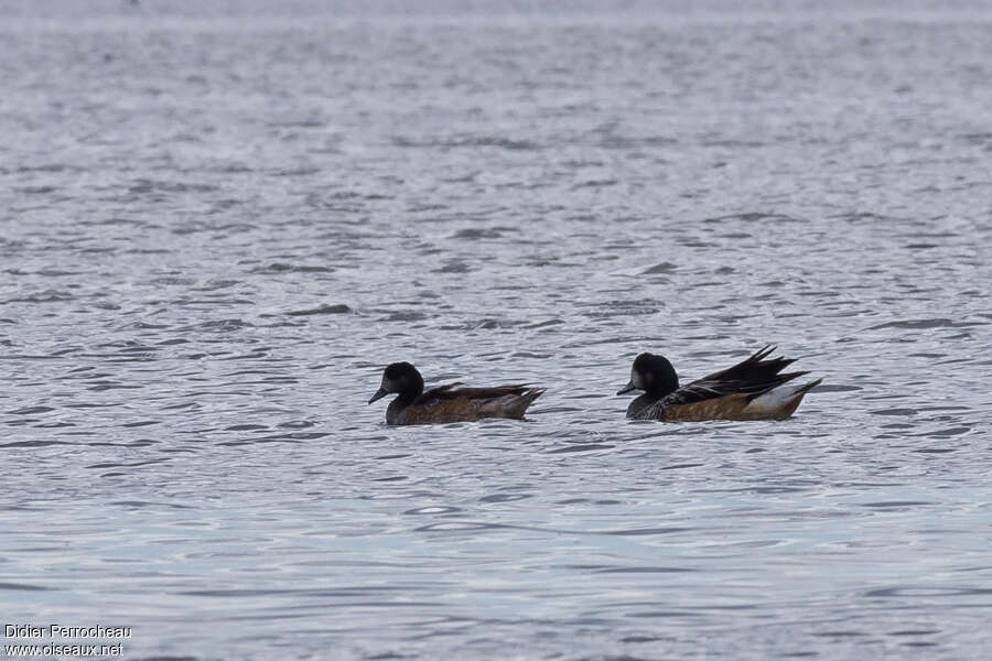 Chiloe Wigeonadult, habitat, pigmentation, swimming