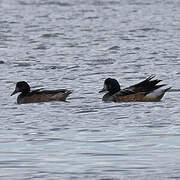 Chiloe Wigeon