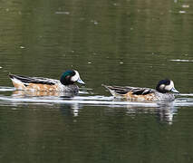 Chiloe Wigeon