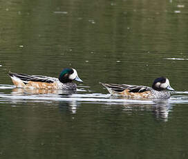 Canard de Chiloé