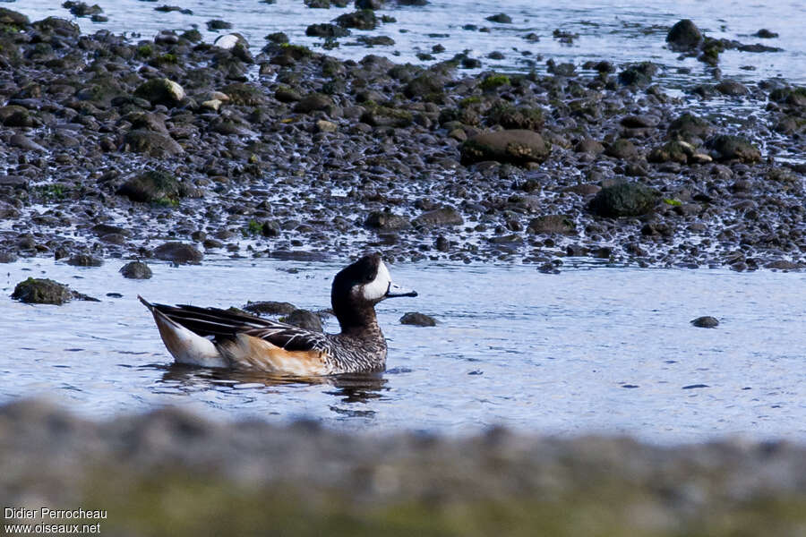 Canard de Chiloéadulte, habitat, pigmentation