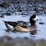 Chiloe Wigeon