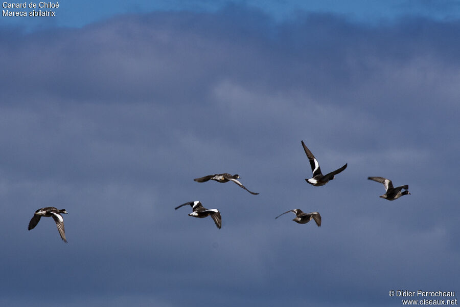 Canard de Chiloé