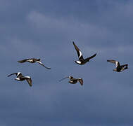 Chiloe Wigeon