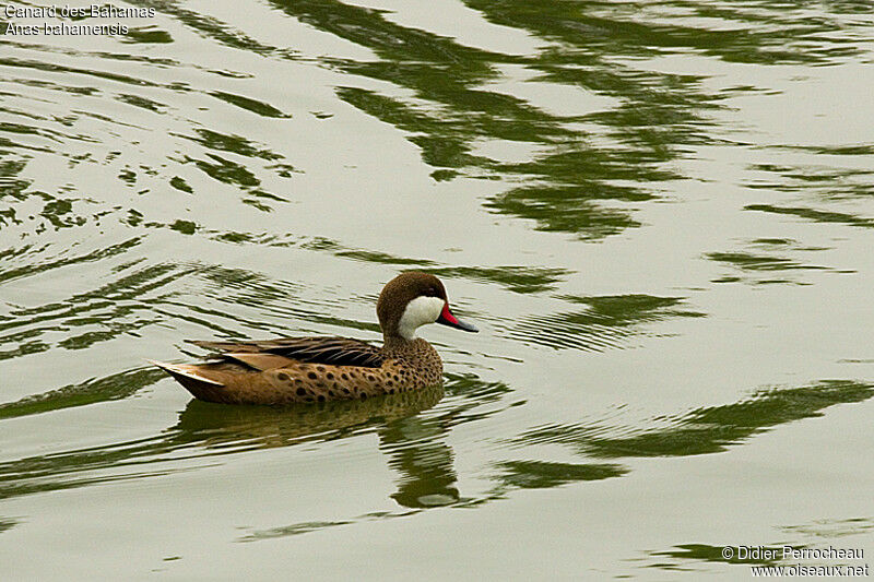 White-cheeked Pintail