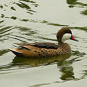 White-cheeked Pintail