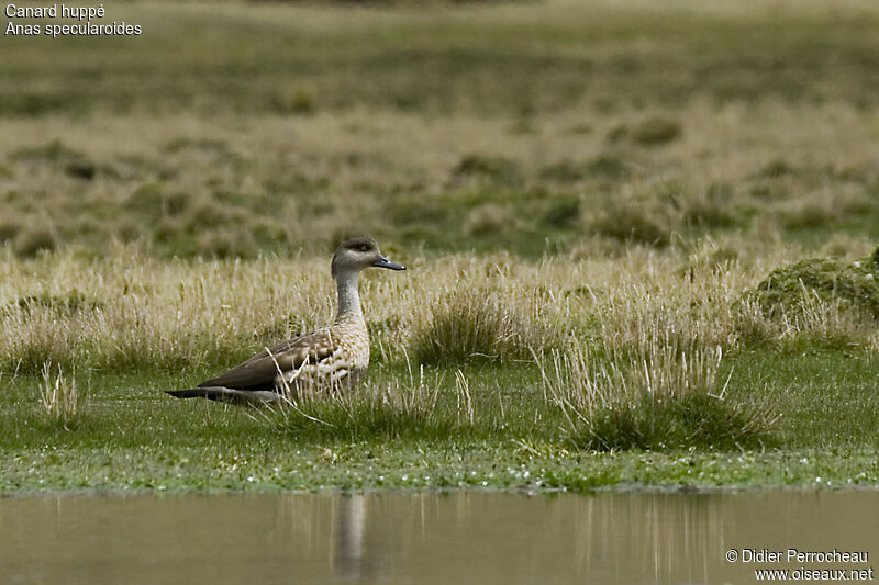 Crested Duck