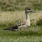 Canard huppé