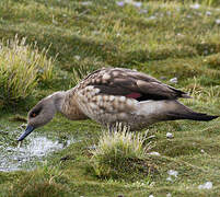 Crested Duck