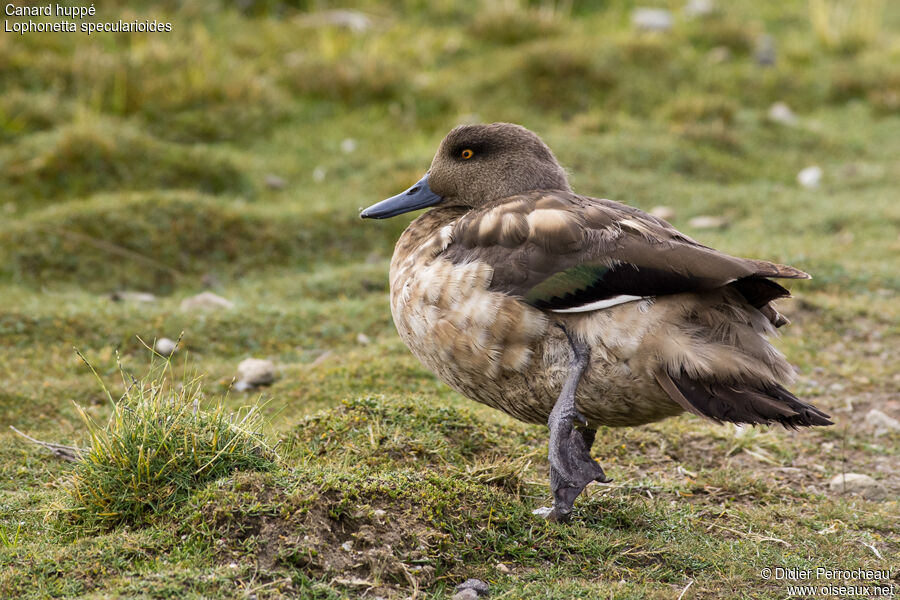 Canard huppé femelle adulte