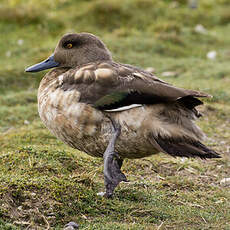 Canard huppé