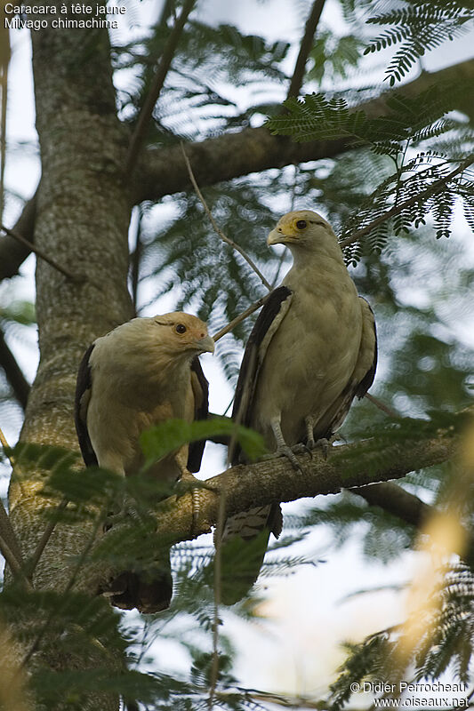 Caracara à tête jaune