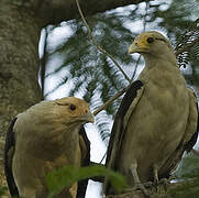 Yellow-headed Caracara