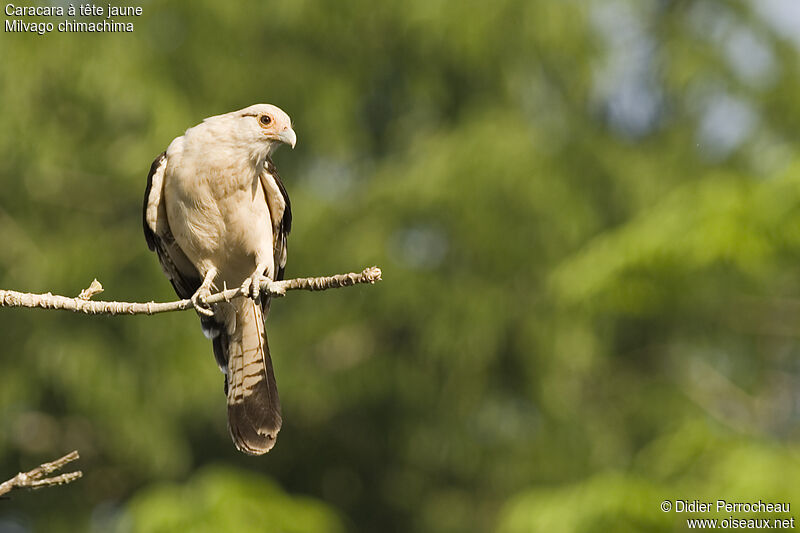 Yellow-headed Caracara