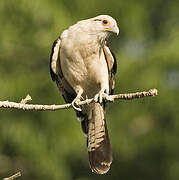 Yellow-headed Caracara