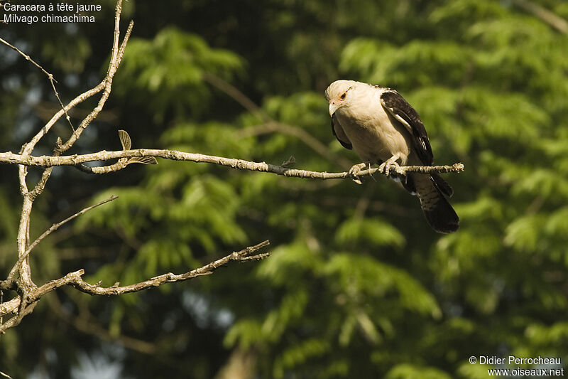 Yellow-headed Caracara