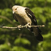 Yellow-headed Caracara