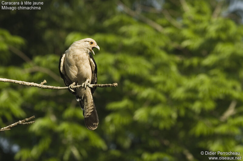 Yellow-headed Caracara