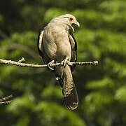 Yellow-headed Caracara