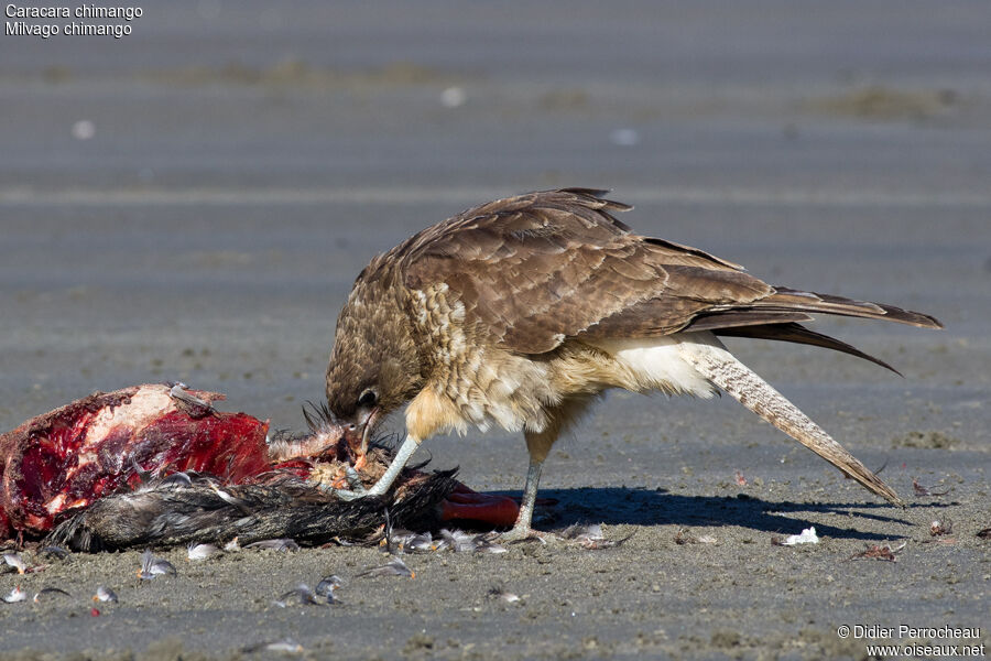 Caracara chimango