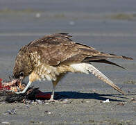 Chimango Caracara