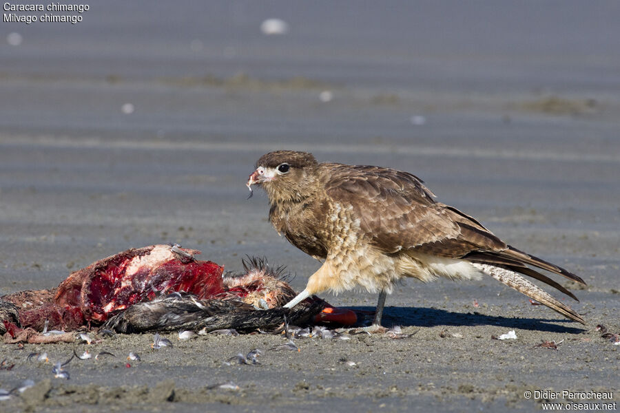 Caracara chimango