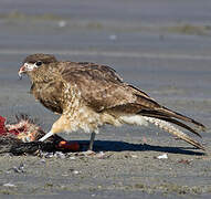 Chimango Caracara