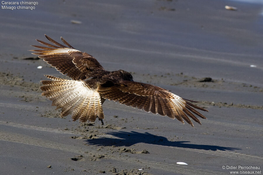 Chimango Caracara