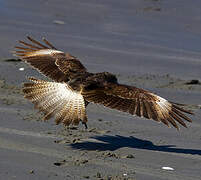 Chimango Caracara