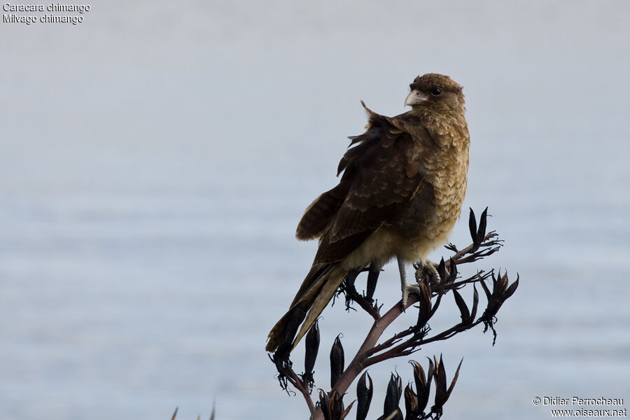 Caracara chimango