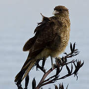 Chimango Caracara