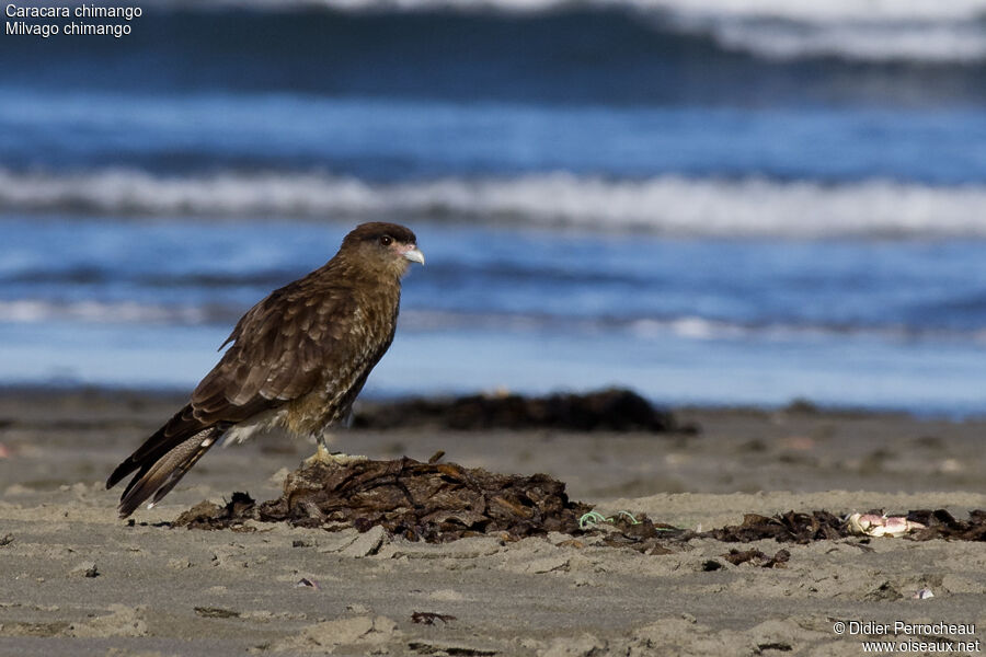 Caracara chimango