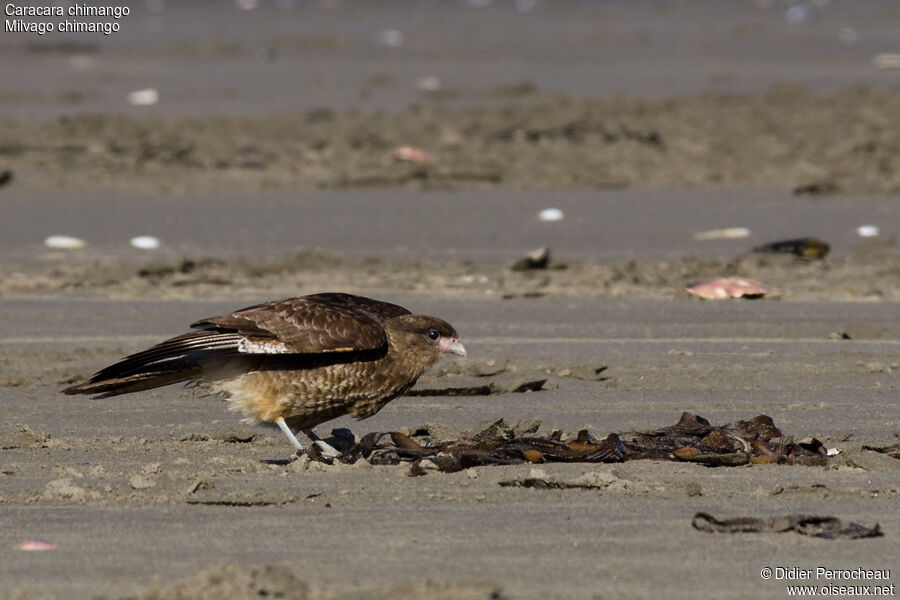 Chimango Caracara