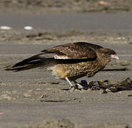 Chimango Caracara