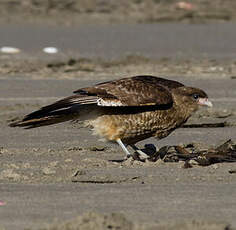 Caracara chimango
