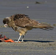 Chimango Caracara