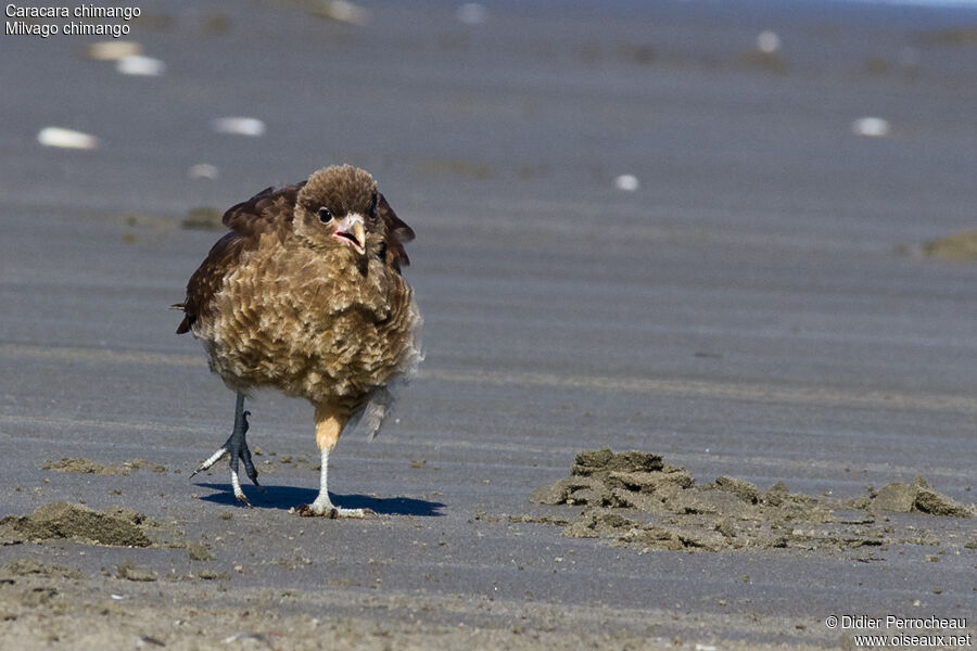 Chimango Caracara