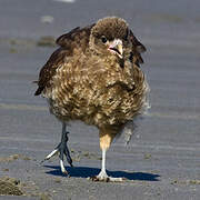 Caracara chimango