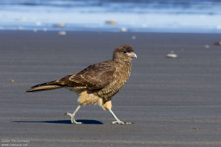 Caracara chimango, marche