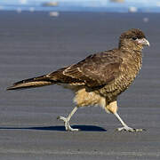 Chimango Caracara