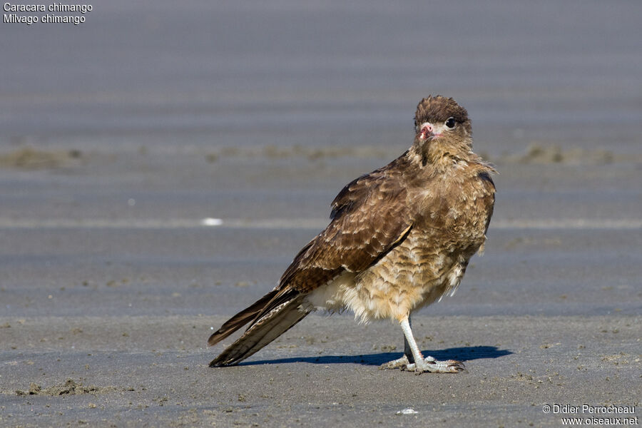 Chimango Caracara