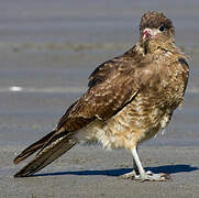 Caracara chimango