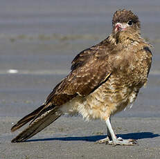 Caracara chimango
