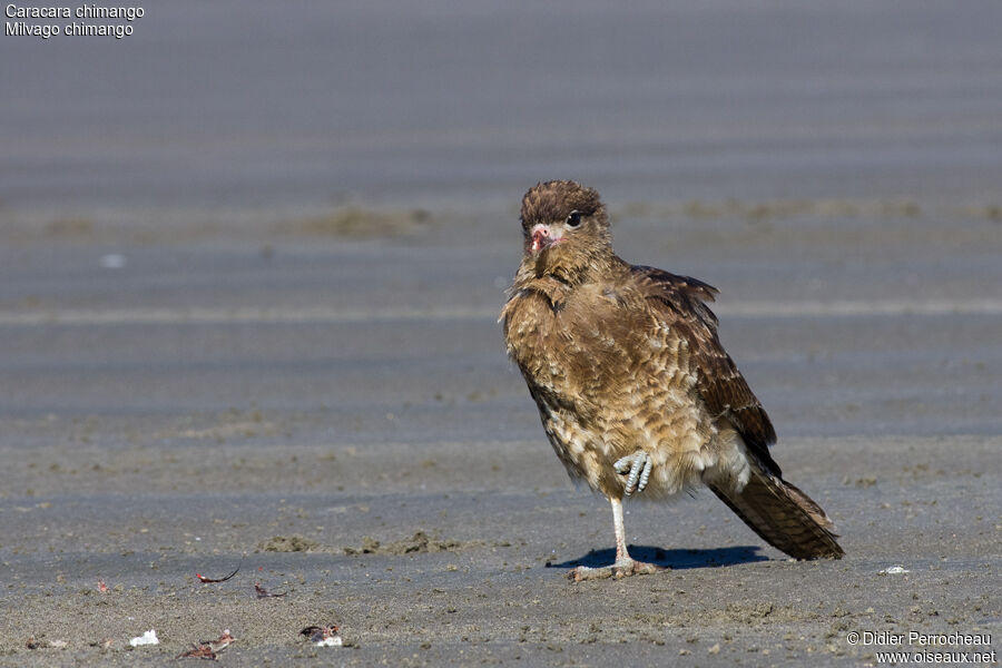 Chimango Caracara