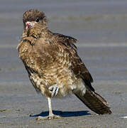 Chimango Caracara