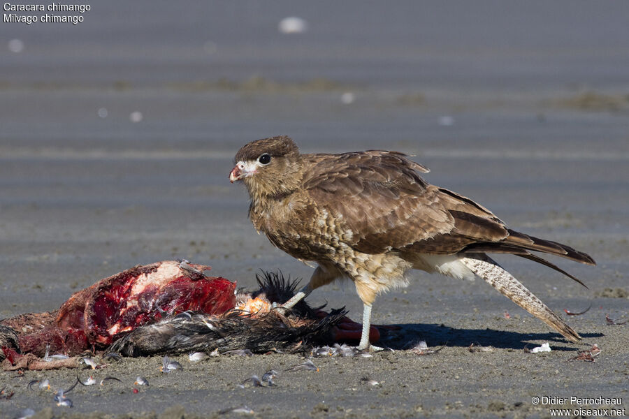 Chimango Caracara