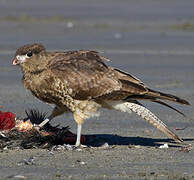 Chimango Caracara